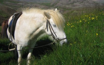 Jízda na koni – Reykjavík