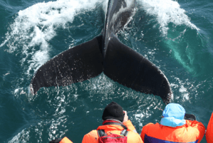 exkurze na velryby