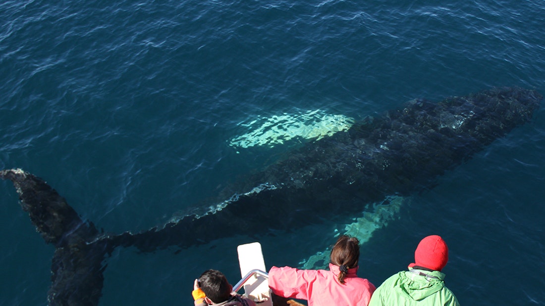 Pozorování velryb z Húsavíku