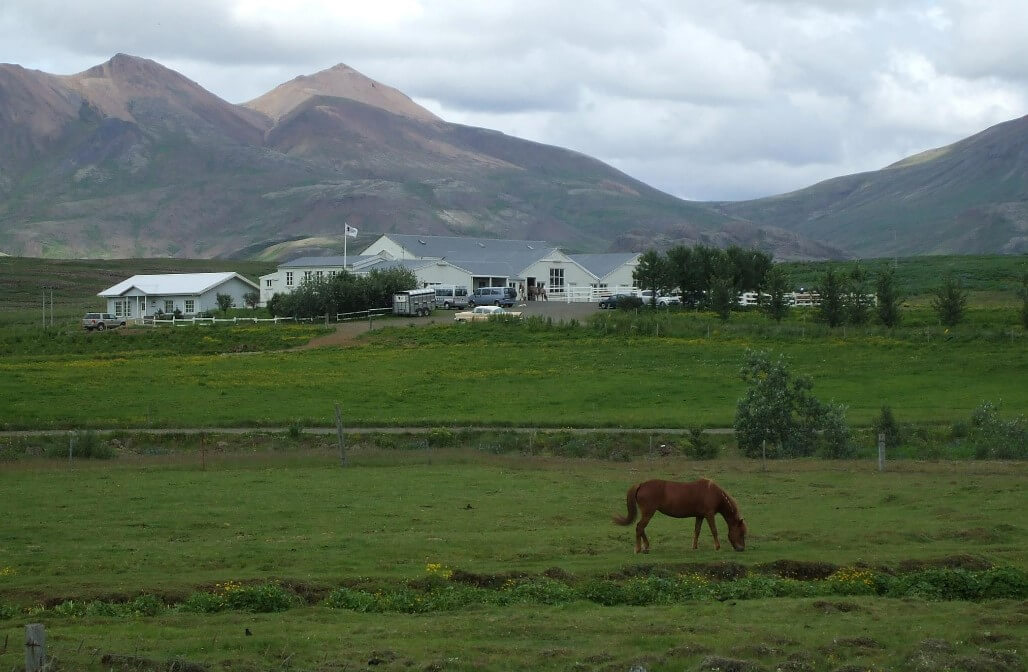 farma s koňmi Island