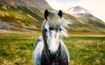 Koně na Islandu – privátní vyjížďka