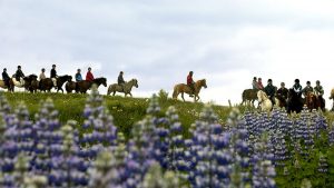 Exkurze na islandských koních