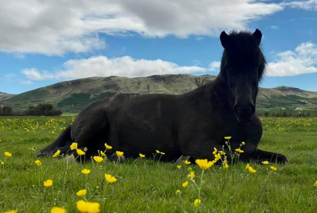 kůň na Islandu při privátní vyjížďce