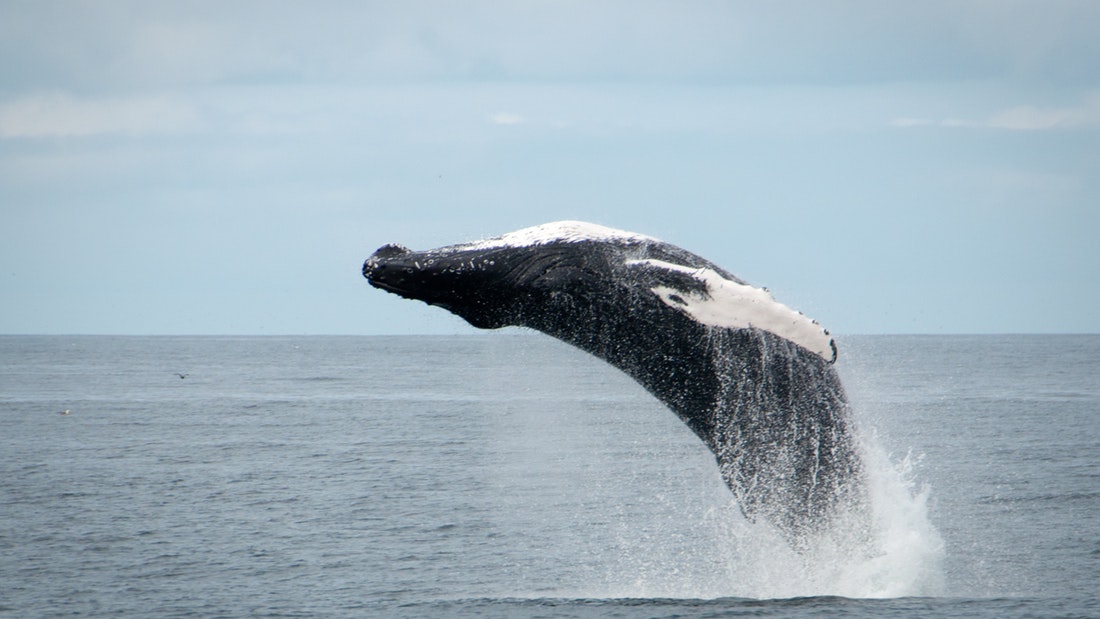 Pozorování velryb z Reykjavíku