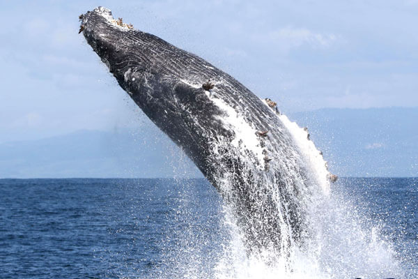 Exkurze na velryby na Islandu