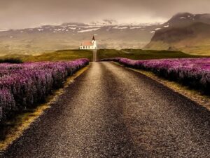 Silnice na Islandu lupina